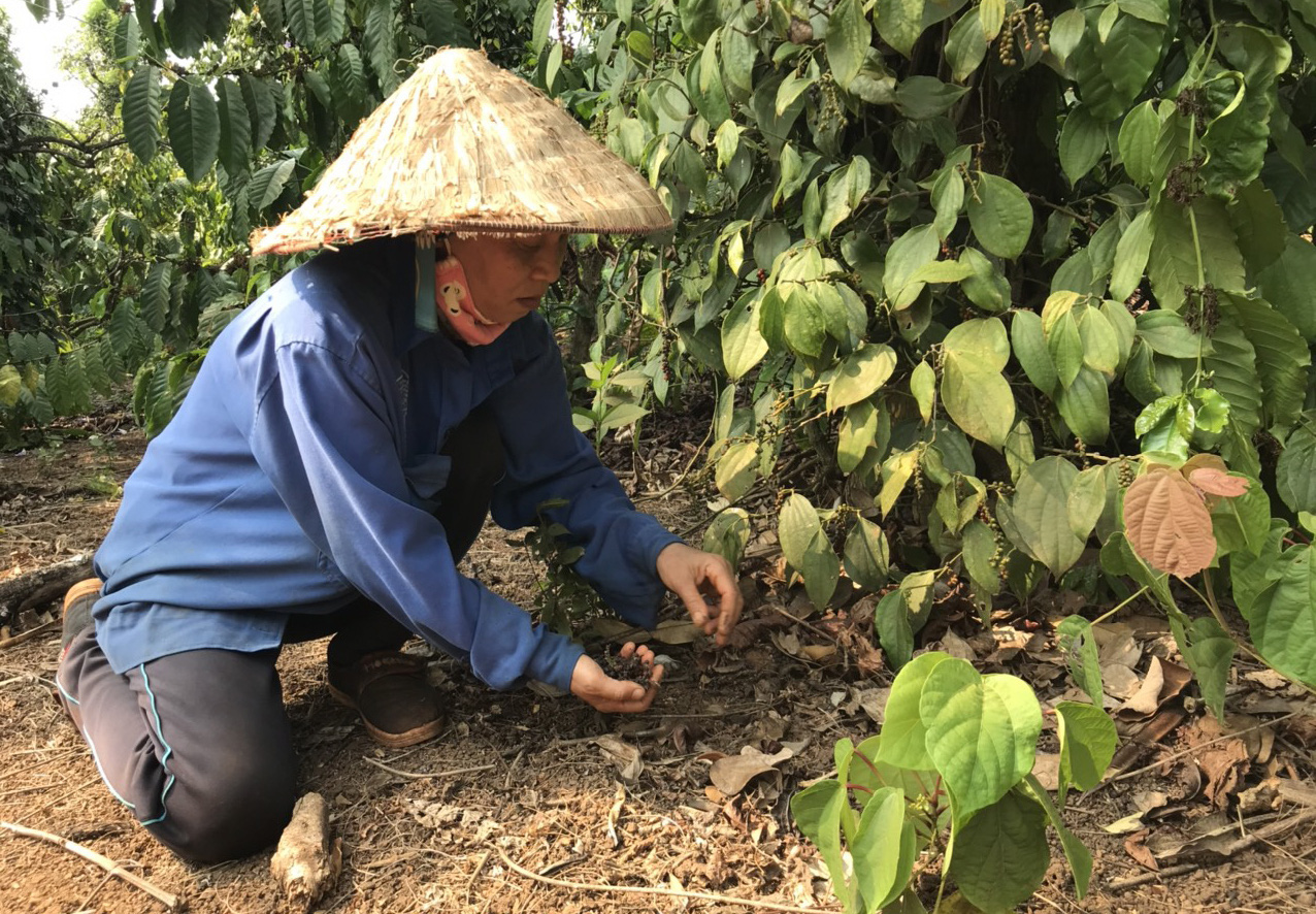 Giá nông sản hôm nay 24/3: Ngày thứ 4 giá tiêu tuột dốc sau chuỗi ngày tăng sốc - Ảnh 1.