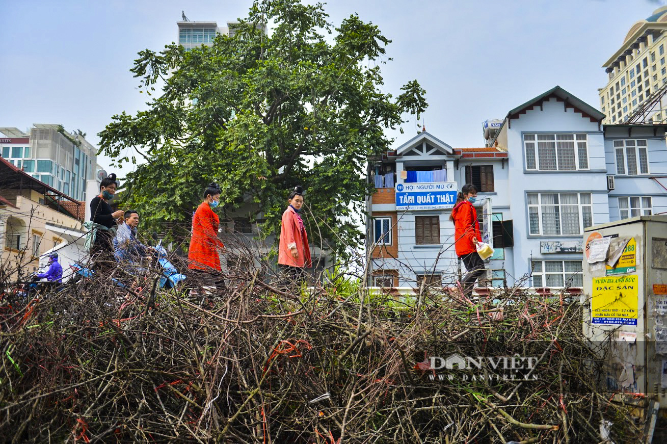 Hết cơn sốt tiền triệu, hoa lê rừng bị vứt đầy đường do không bán được - Ảnh 1.