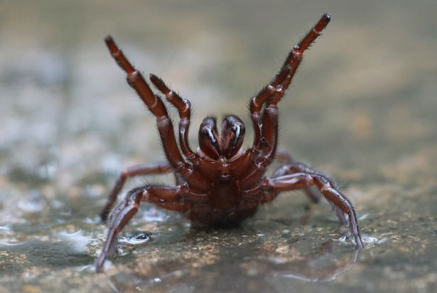 Mưa lớn chưa hết, người dân Úc đã phải gánh chịu “cơn mưa” nhện độc - Ảnh 1.