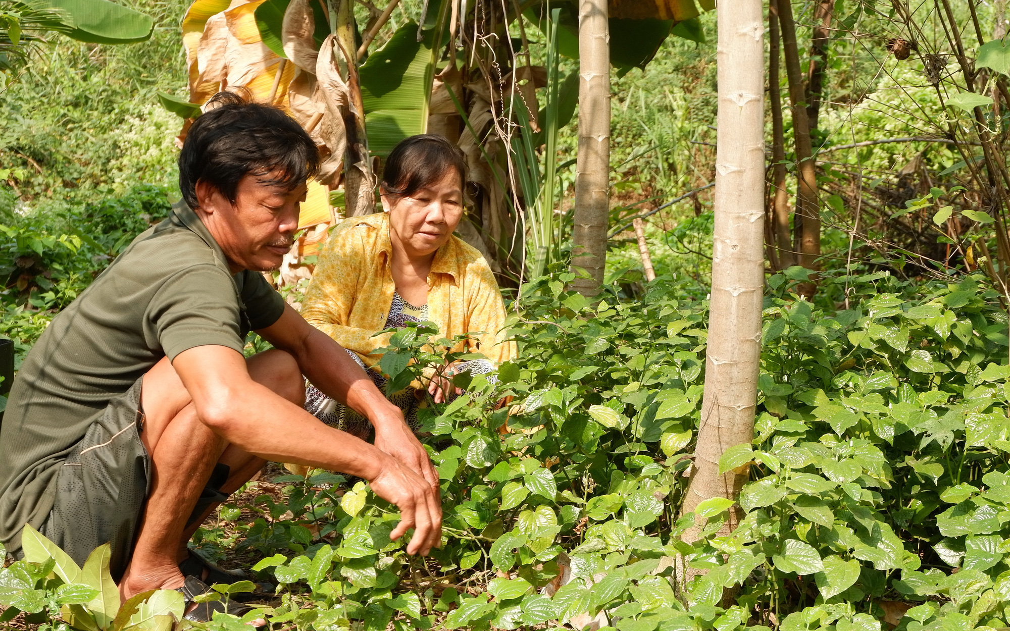 Sống trong &quot;rừng&quot;...Thủ Thiêm, vợ chồng ông nông dân trồng cây gì, săn bắt con gì để nuôi con cháu?