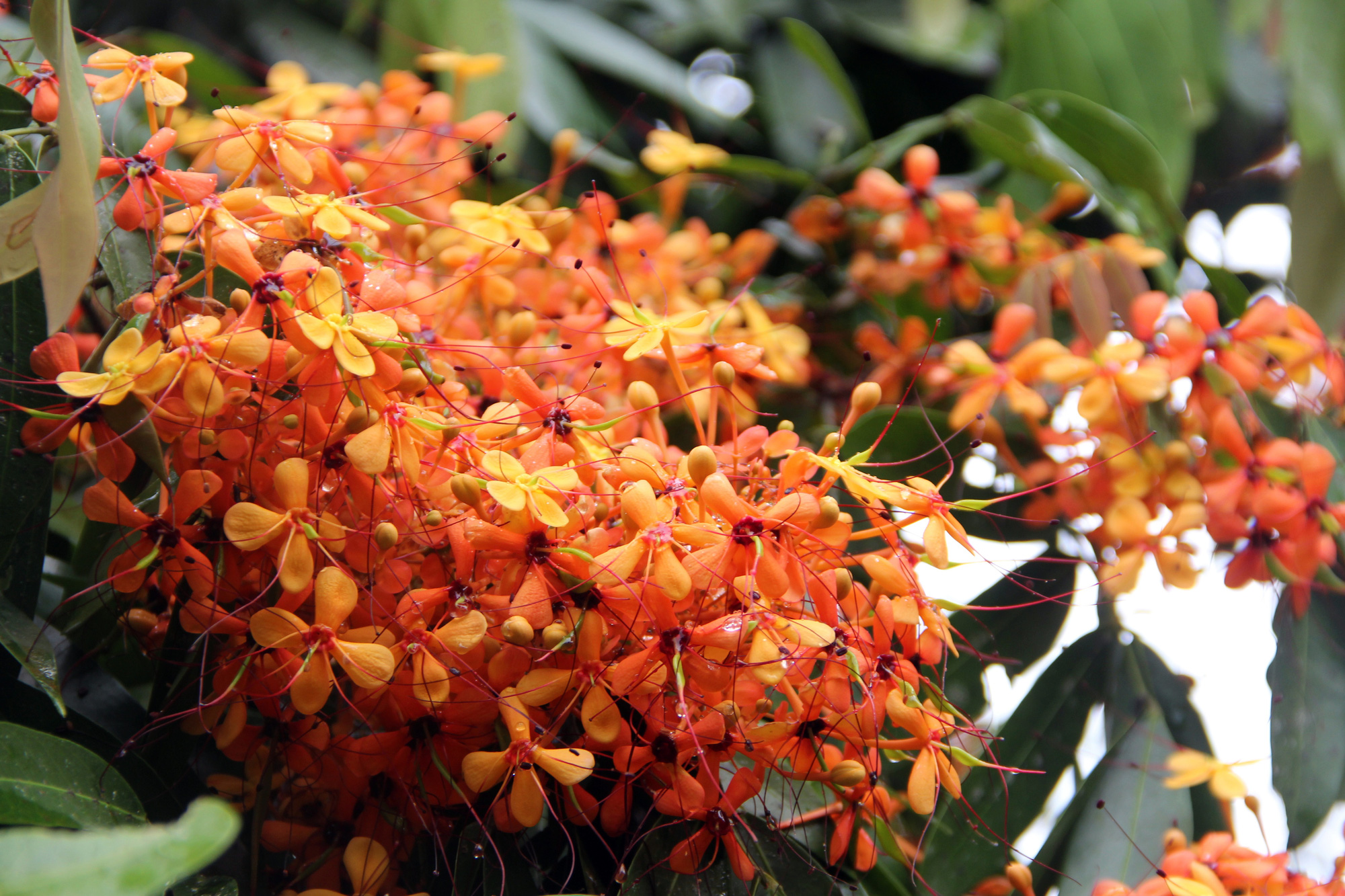 Phú Yên: Đẹp mê mẩn hoa trang rừng cổ thụ bung nở rực rỡ - Ảnh 3.