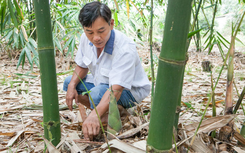 Trồng tre mọc ra thứ măng mập ú nu, từ tỉnh Đồng Tháp ông nông dân lên tỉnh Bình Dương rồi thành tỷ phú