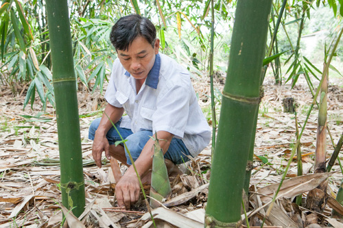 Trồng tre mọc ra thứ măng mập ú nu, từ tỉnh Đồng Tháp ông nông dân lên tỉnh Bình Dương rồi thành tỷ phú - Ảnh 1.