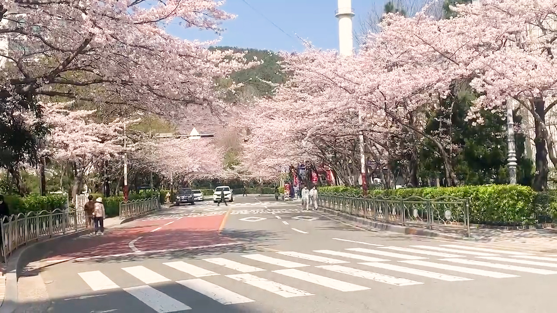 Đường phố vắng lặng khi Hàn Quốc hủy bỏ lễ hội hoa anh đào trên khắp đất nước - Ảnh 2.