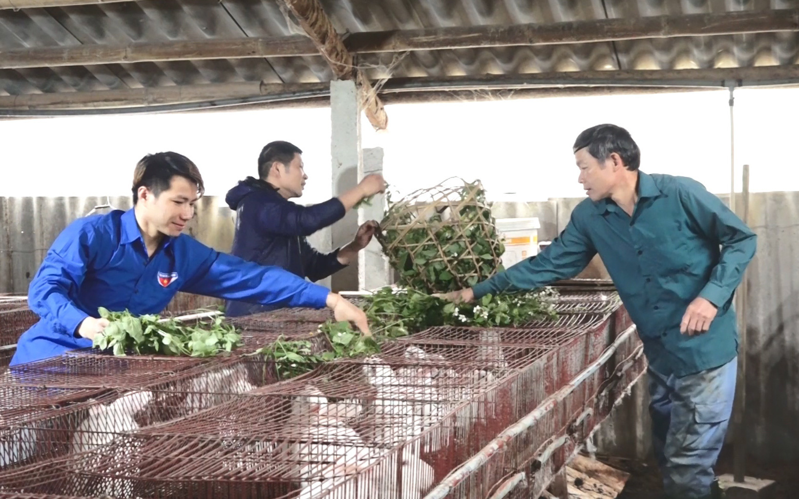 Yên Bái: Nuôi con lông trắng tai dài, làm thịt chế ra thứ xúc xích lạ miệng, nhà nào cũng khá giả