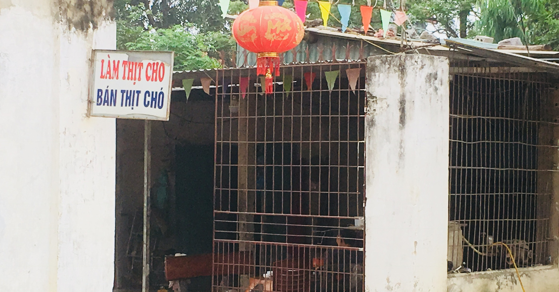 Làng buôn chó, làng giết mổ chó lớn nhất, giàu nhất tỉnh ...