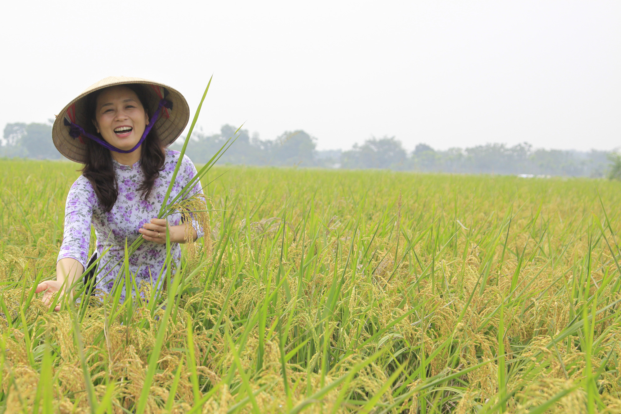 Giá lúa gạo hôm nay 28/3: Giá lúa lập kỷ lục, nông dân lãi chưa từng có - Ảnh 1.