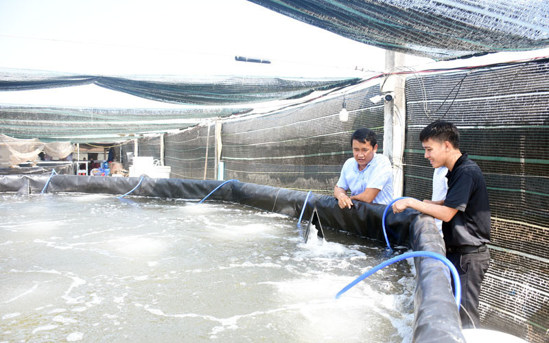 Nuôi tôm công nghệ cao, tỉnh Bến Tre muốn có mấy ngàn ha, vì sao giá trị xuất khẩu tôm của tỉnh lại bằng 0?