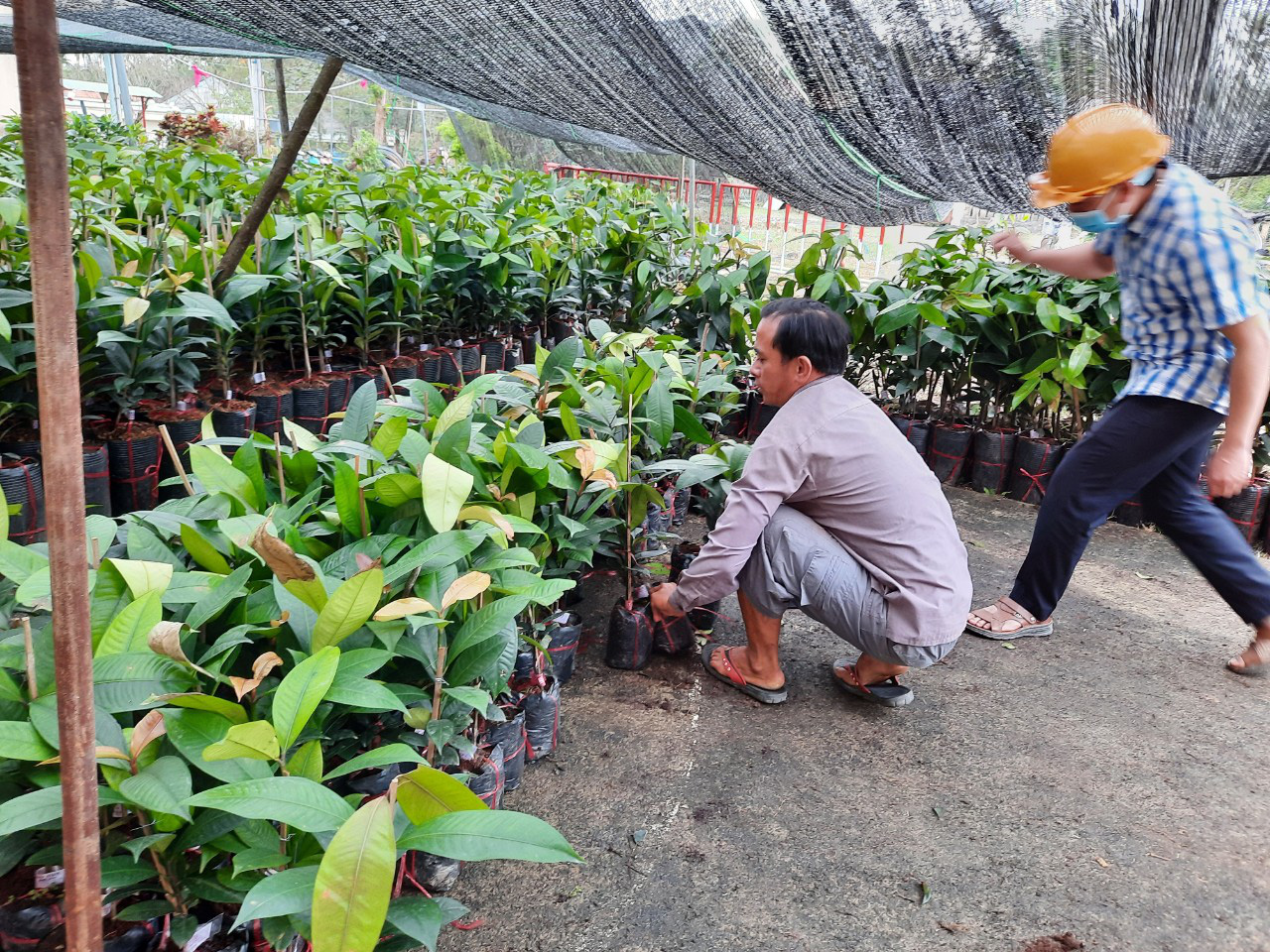 Quảng Nam: Chọn 9 địa phương để trồng cây “nữ hoàng”, loại cây cho thu tiền tỷ mỗi năm - Ảnh 1.