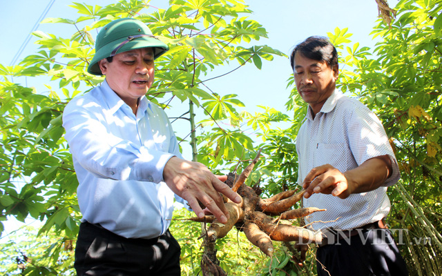 Thứ Trưởng Bộ NNPTNT Lê Quốc Doanh (trái) kiểm tra giống sắn kháng bệnh tại Tây Ninh cuối năm 2020