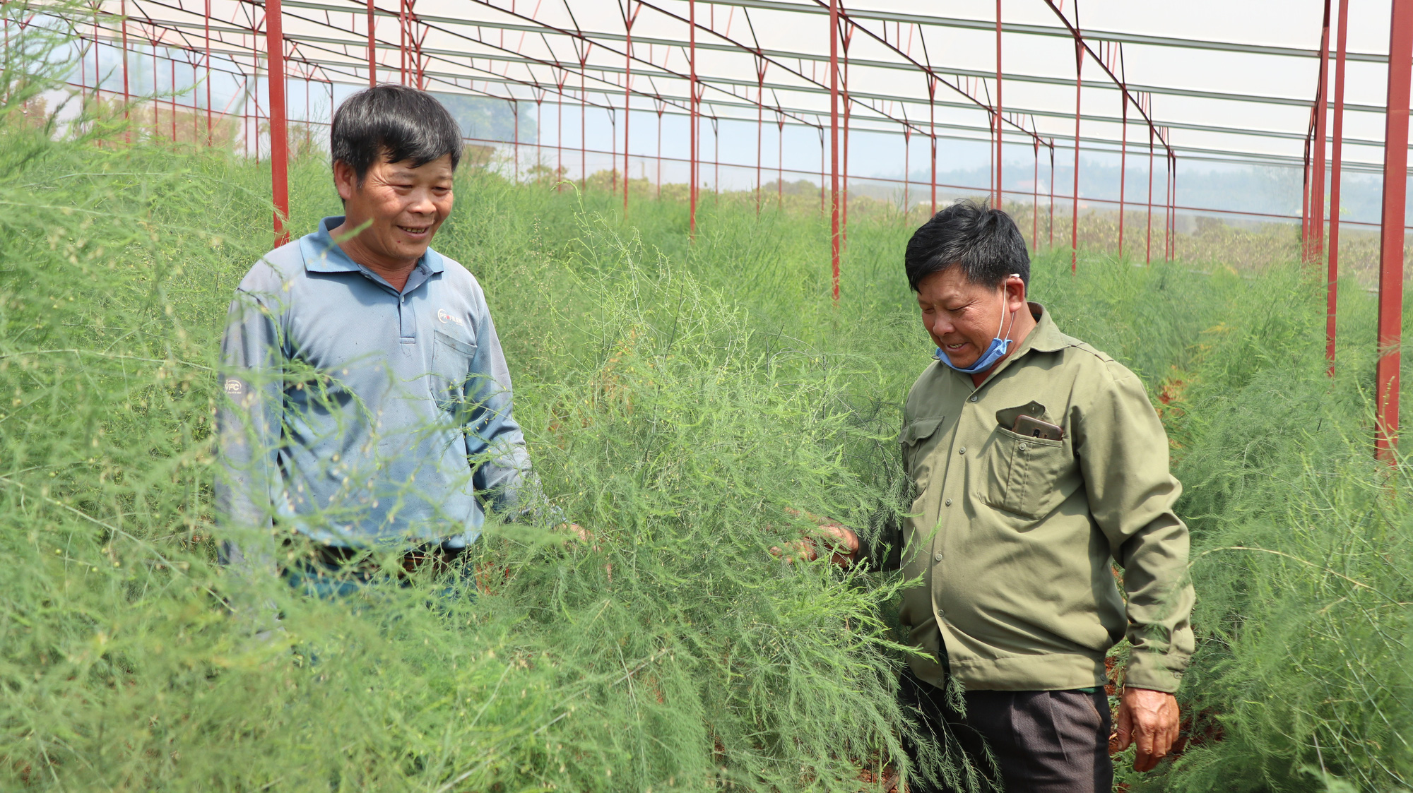 Trồng măng tây xanh, lão nông này có lợi nhuận gấp 4-5 lần cà phê - Ảnh 3.