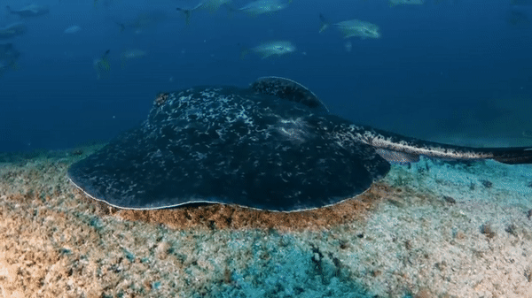 Cận cảnh loài cá đuối cực độc với nọc có thể giết chết người - Ảnh 3.