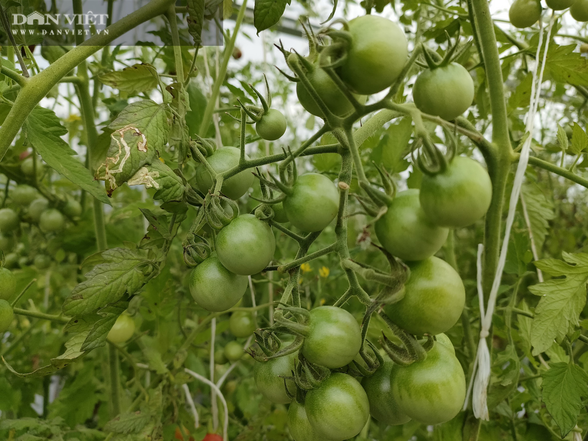 Ngắm vườn cà chua chuỗi ngọc mọc “chi chít” quả trên đồi - Ảnh 5.