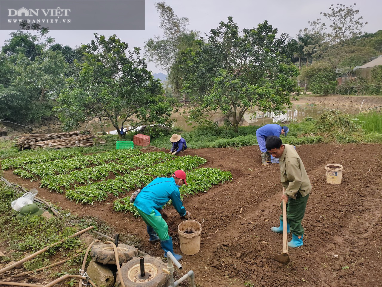 Tuân thủ tiêu chí 5 “không”, trang trại rau ở Thủ đô thu 4 tỷ đồng/tháng - Ảnh 5.