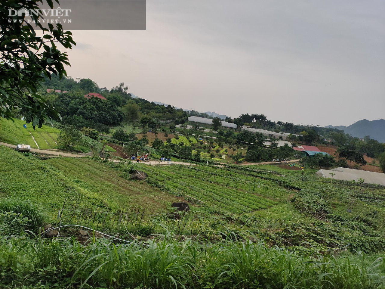 Tuân thủ tiêu chí 5 “không”, trang trại rau ở Thủ đô thu 4 tỷ đồng/tháng - Ảnh 7.