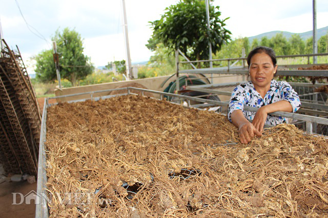 Lâm Đồng: Trồng cây dược liệu cho thu nhập hàng trăm triệu đồng/ha/năm - Ảnh 1.