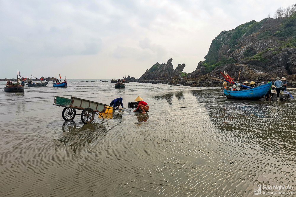 Nghệ An: Bắt loài vật trong suốt không có não đem về ngâm nước lá ổi, ngư dân ở đây không có mà bán  - Ảnh 1.