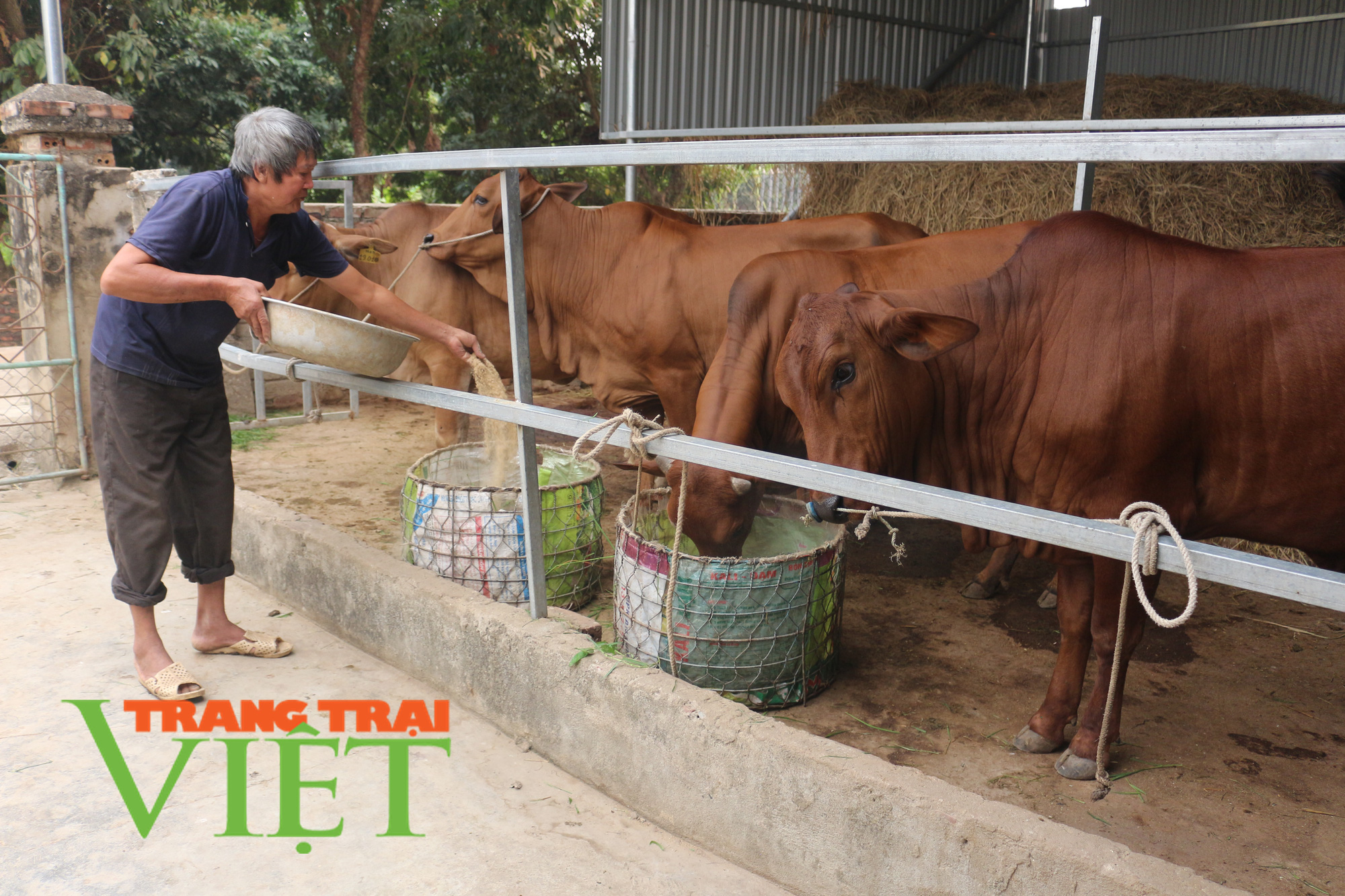 Xây dựng NTM ở Điện Biên: bảo vệ môi trường, đồng hành cùng chăn nuôi - Ảnh 1.