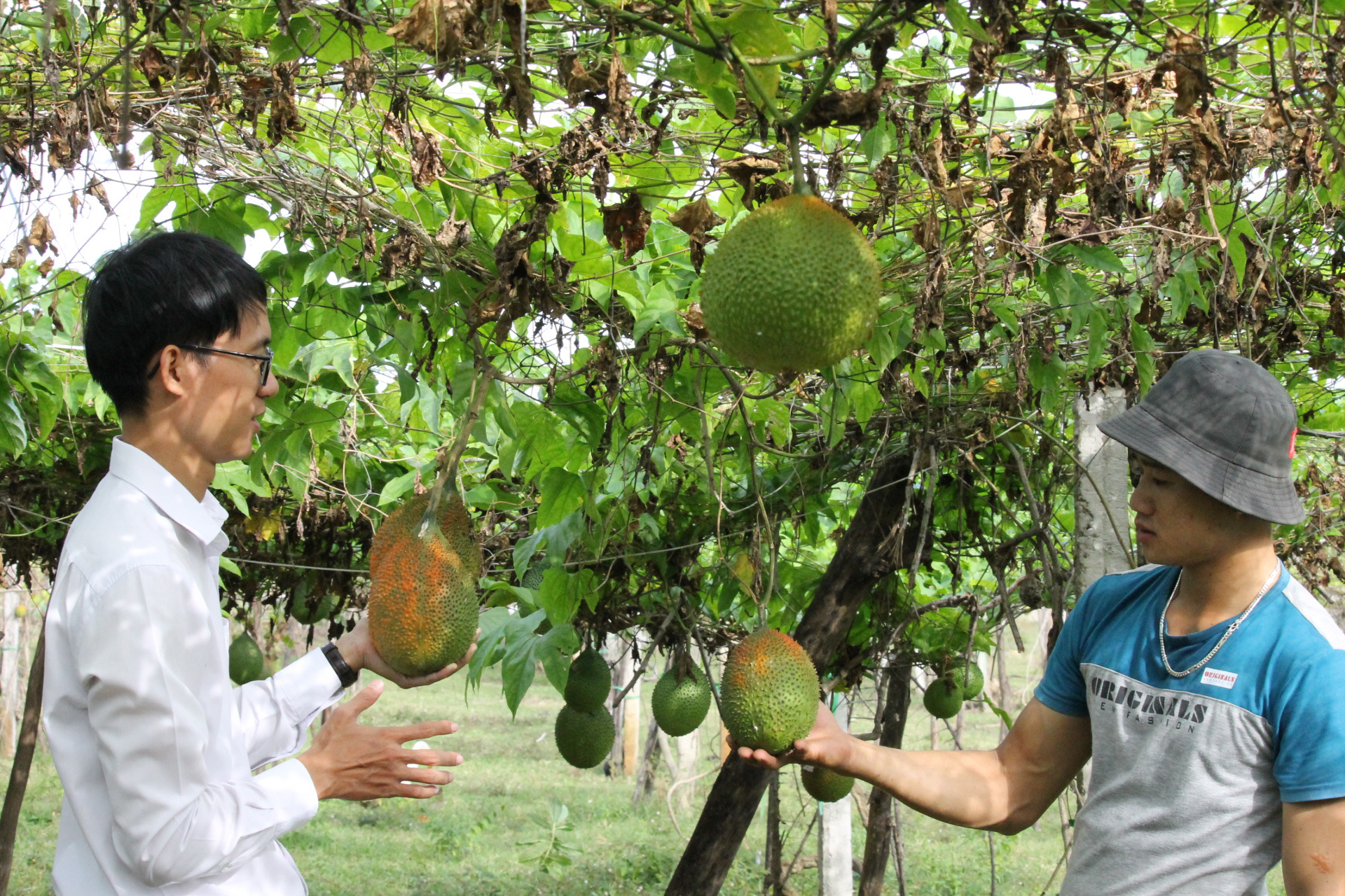 Agribank Cam Lâm tiếp nguồn vốn ưu đãi cho nông dân  - Ảnh 1.