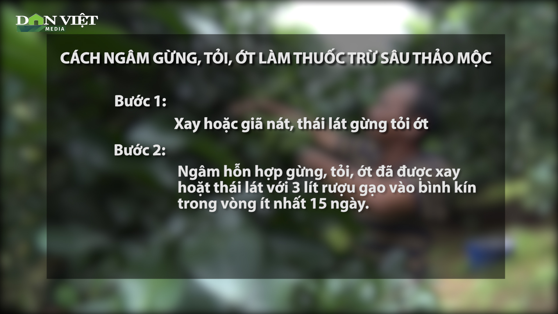 Hướng dẫn làm thuốc trừ sâu hữu cơ cho cây bưởi bằng gừng, tỏi, ớt đơn giản  - Ảnh 2.