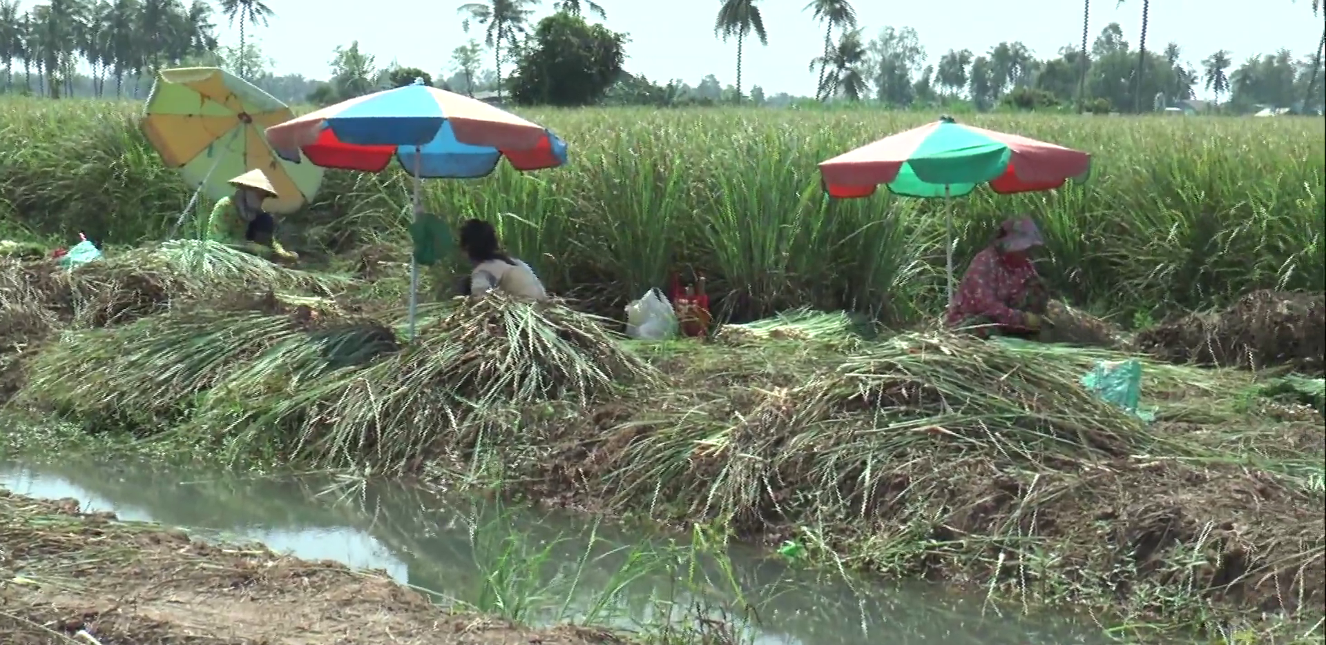 Tiền Giang: Nhờ trồng cây gia vị này, nông dân huyện đảo nghèo nhất “thủ phủ trái cây” sống phây phây - Ảnh 1.