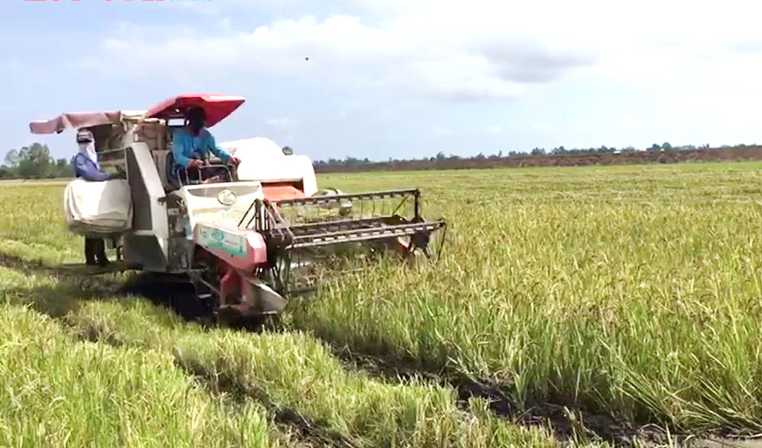 Long An: Ông nông dân đưa loại lúa tím lịm này về “rốn phèn”, nông dân cầm chắc lợi nhuận hàng chục triệu mỗi ha - Ảnh 4.