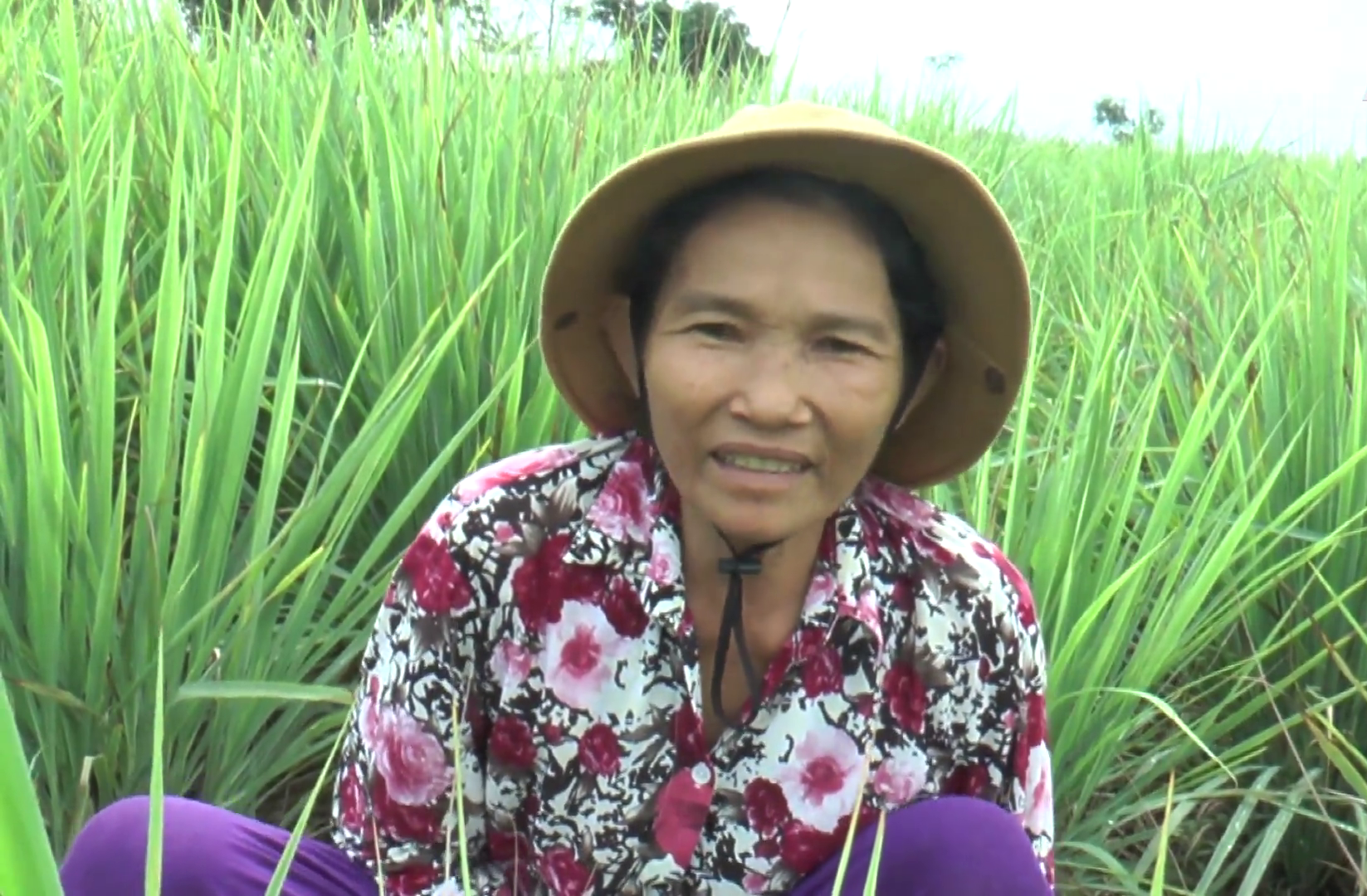 Tiền Giang: Nhờ trồng cây gia vị này, nông dân huyện đảo nghèo nhất “thủ phủ trái cây” sống phây phây - Ảnh 2.