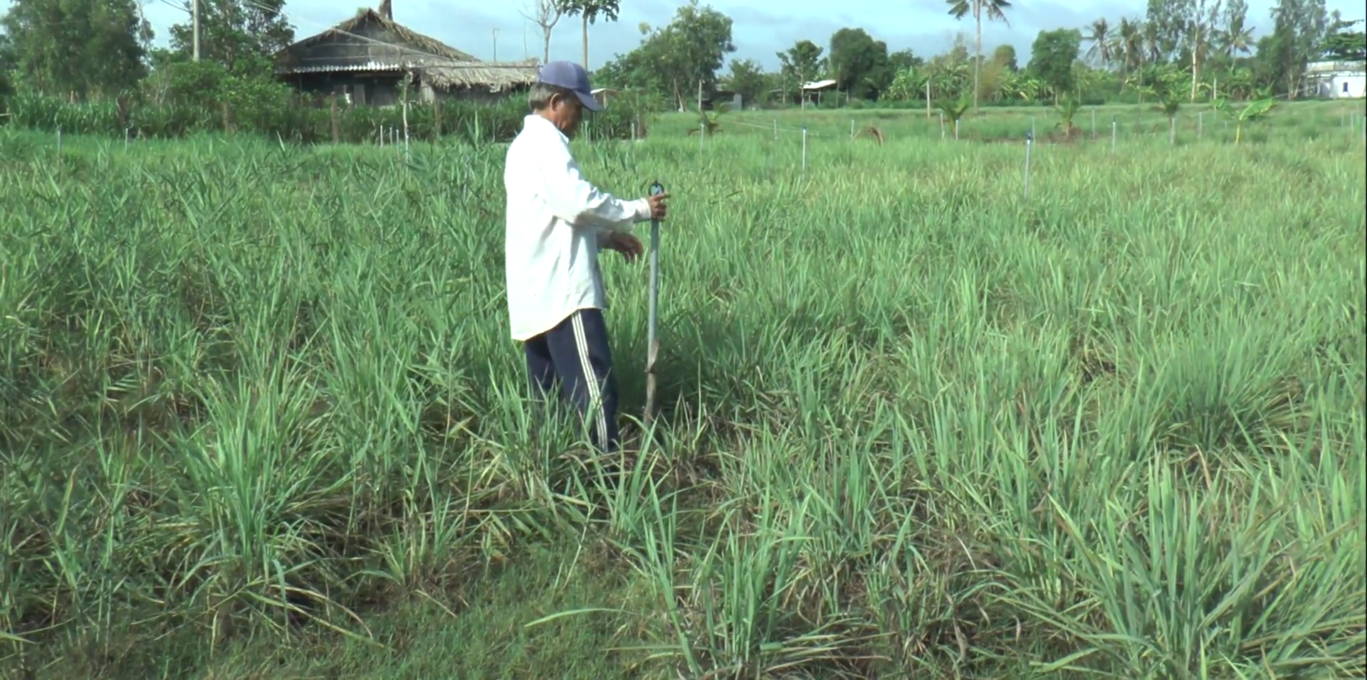 Tiền Giang: Nhờ trồng cây gia vị này, nông dân huyện đảo nghèo nhất “thủ phủ trái cây” sống phây phây - Ảnh 4.