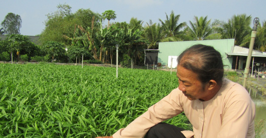 Vùng đất này ở Cần Thơ dân nhà nào cũng khá giá nhờ thứ rau bình dân cứ trồng xuống là tốt vù vù