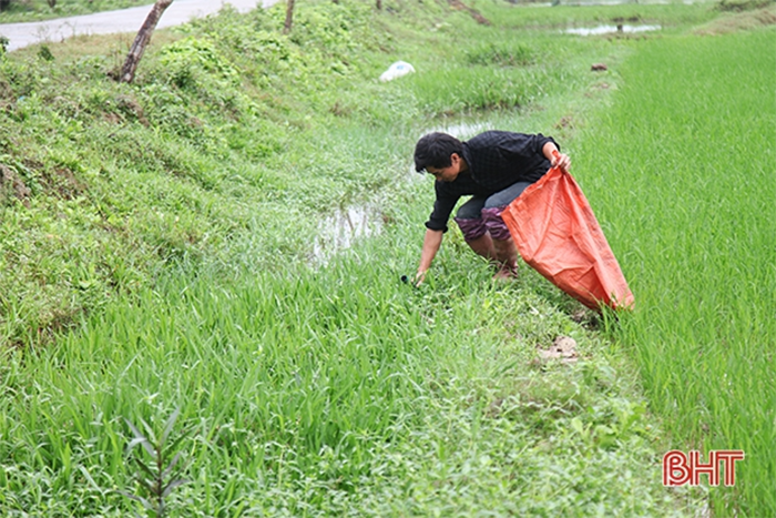 Nuôi lươn đồng, ra đồng bắt lươn giống về nuôi trong chậu nhựa, thanh niên nghèo tỉnh Hà Tĩnh nuôi chí làm giàu - Ảnh 3.