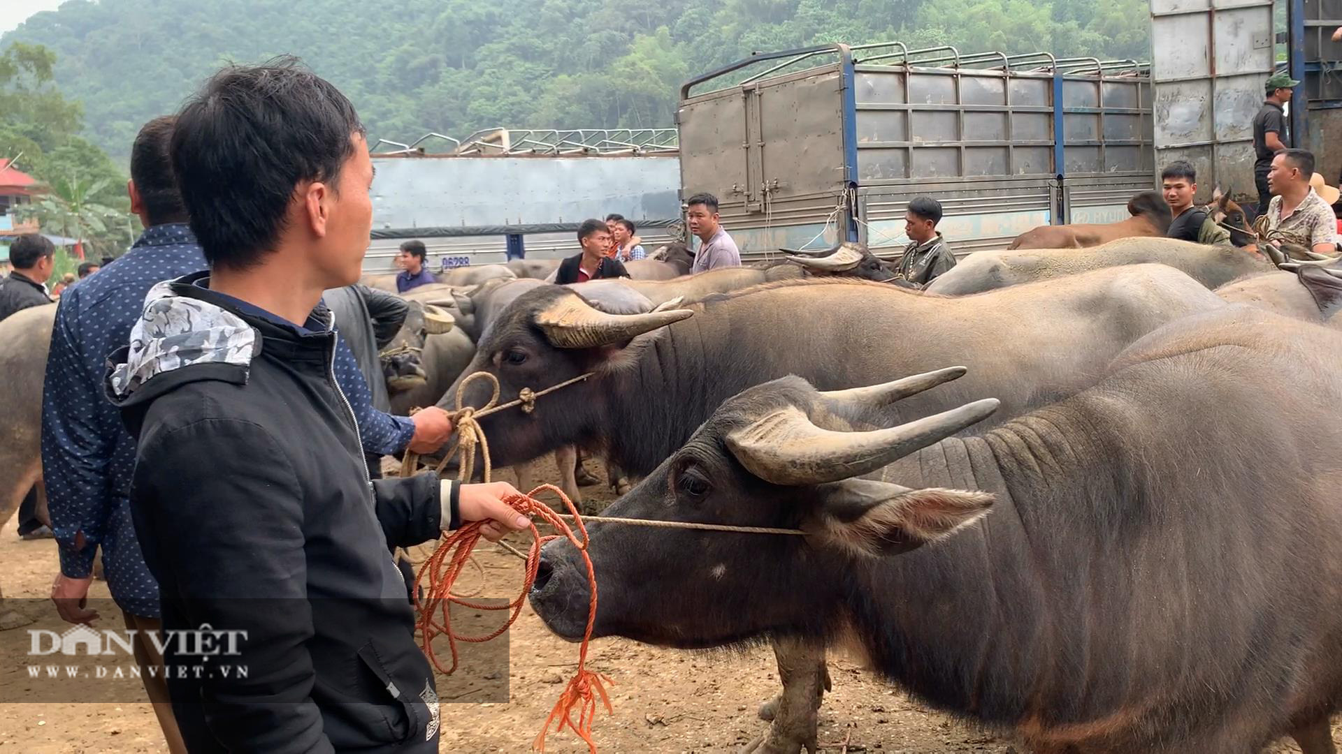 Giá bò hơi hôm nay: Thương lái mua bò thịt giá cao, chở cả xe tải lên biên giới bán cho lái Trung Quốc - Ảnh 3.