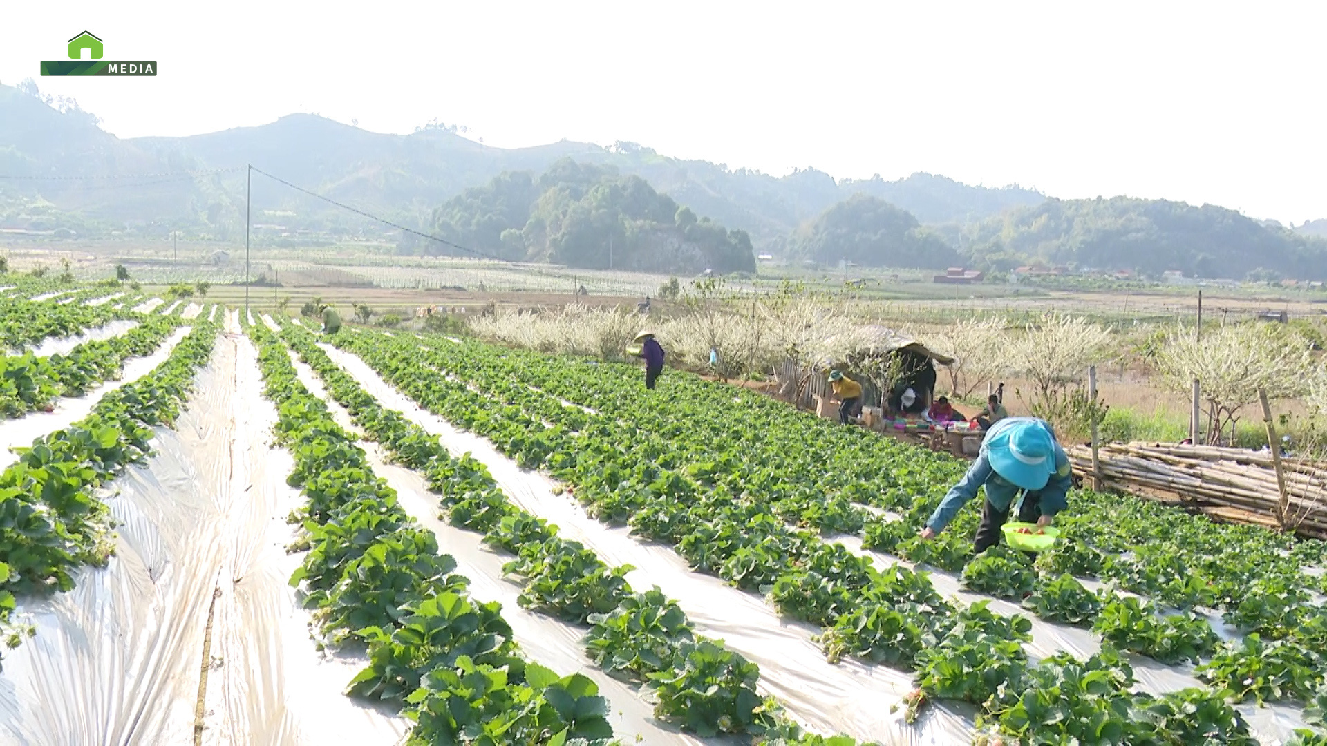 Sơn La: Mở hướng thoát nghèo ở vùng tái định cư - Ảnh 2.