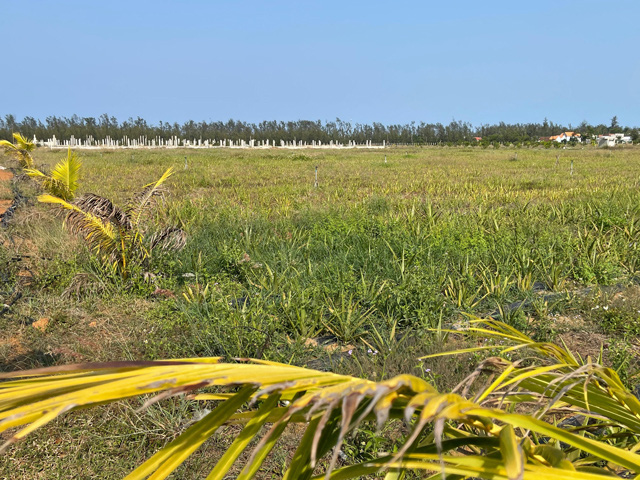 Dự án đầu tư nông nghiệp nữa vời ở Quảng Ngãi: Tỉnh kiểm tra hiện trường, chỉ đạo “nóng”   - Ảnh 5.