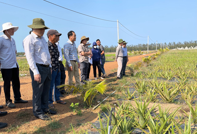 Dự án đầu tư nông nghiệp nữa vời ở Quảng Ngãi: Tỉnh kiểm tra hiện trường, chỉ đạo “nóng”   - Ảnh 1.