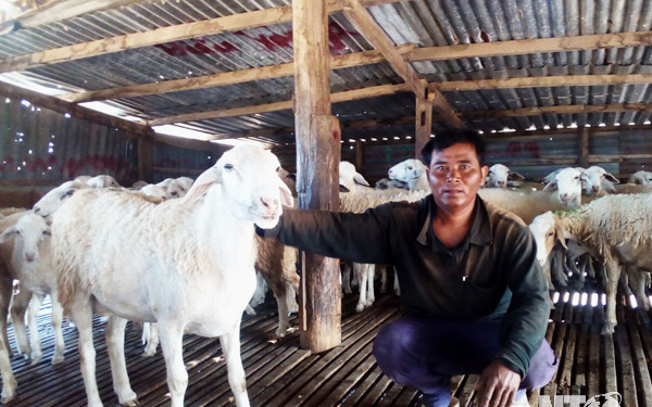 Ninh Thuận: Một xã của huyện Bác Ái nuôi hơn 11.400 con dê, cừu, xã đang lo dê, cừu mắc triệu chứng gì?