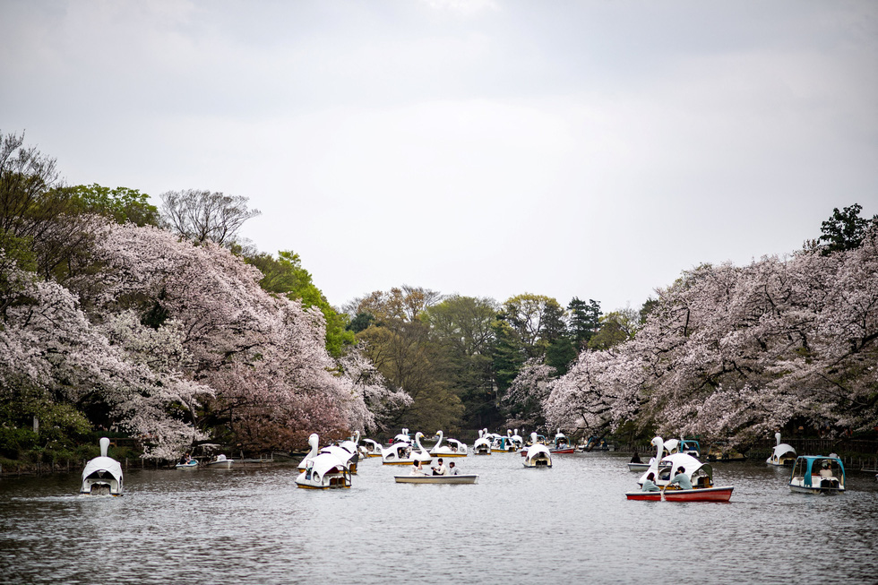 Hoa anh đào Nhật Bản nở rộ sớm nhất trong 1.200 năm qua - Ảnh 1.