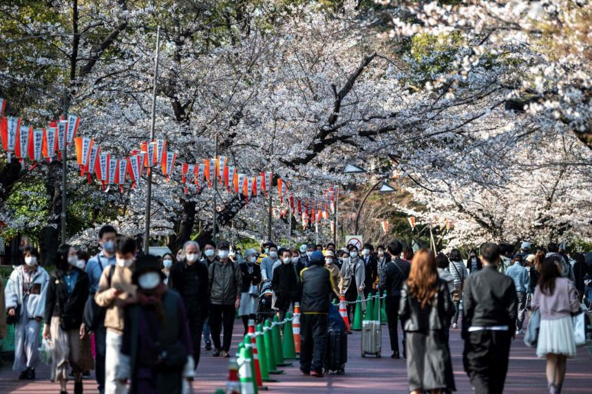 Hoa anh đào Nhật Bản nở rộ sớm nhất trong 1.200 năm qua - Ảnh 10.