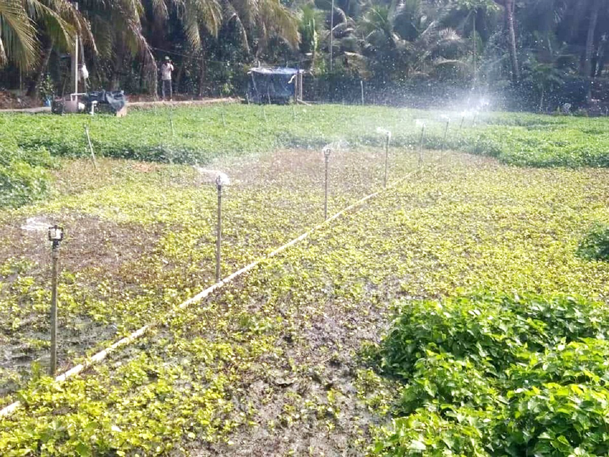 Nông dân trồng “rau làm giàu”, địa phương cấp tập bơm trữ nước ngọt phòng hạn mặn - Ảnh 2.