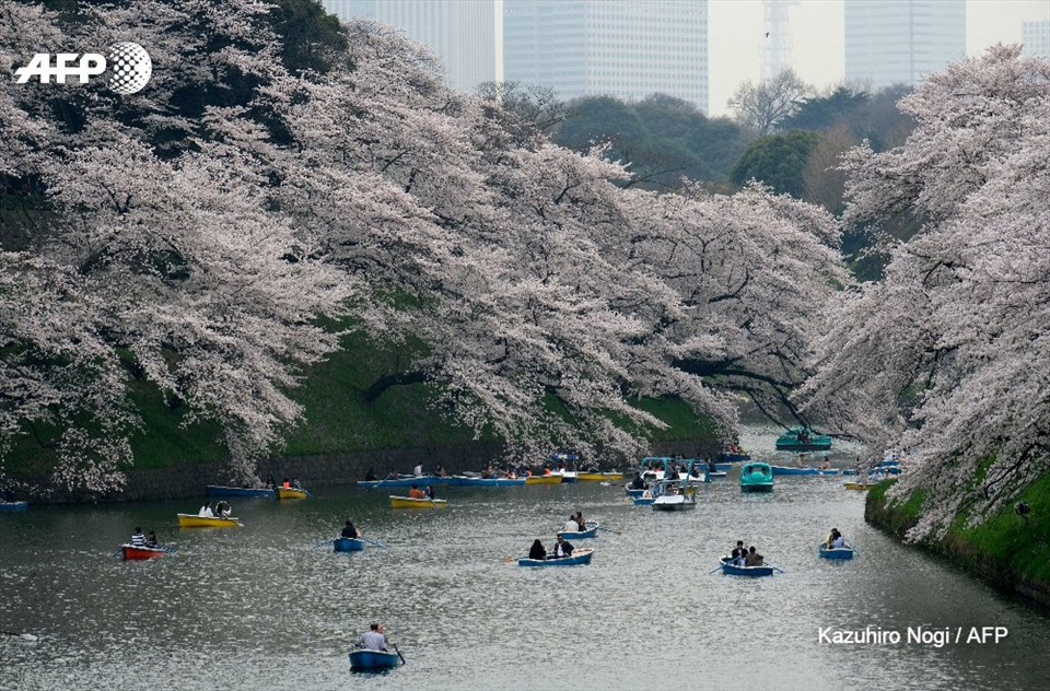 Hoa anh đào Nhật Bản nở rộ sớm nhất trong 1.200 năm qua - Ảnh 4.