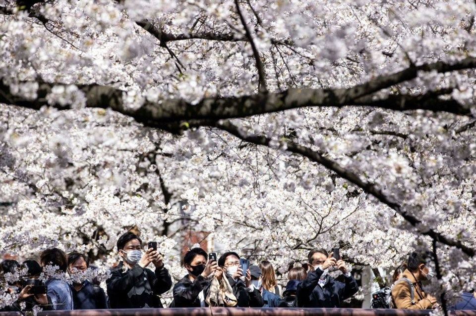 Hoa anh đào Nhật Bản nở rộ sớm nhất trong 1.200 năm qua - Ảnh 8.