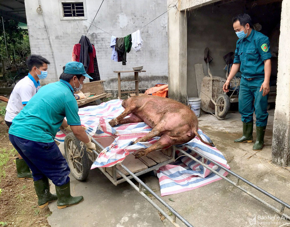 Nghệ An: Ngày nào cũng phải khiêng lợn đi tiêu hủy,  - Ảnh 3.