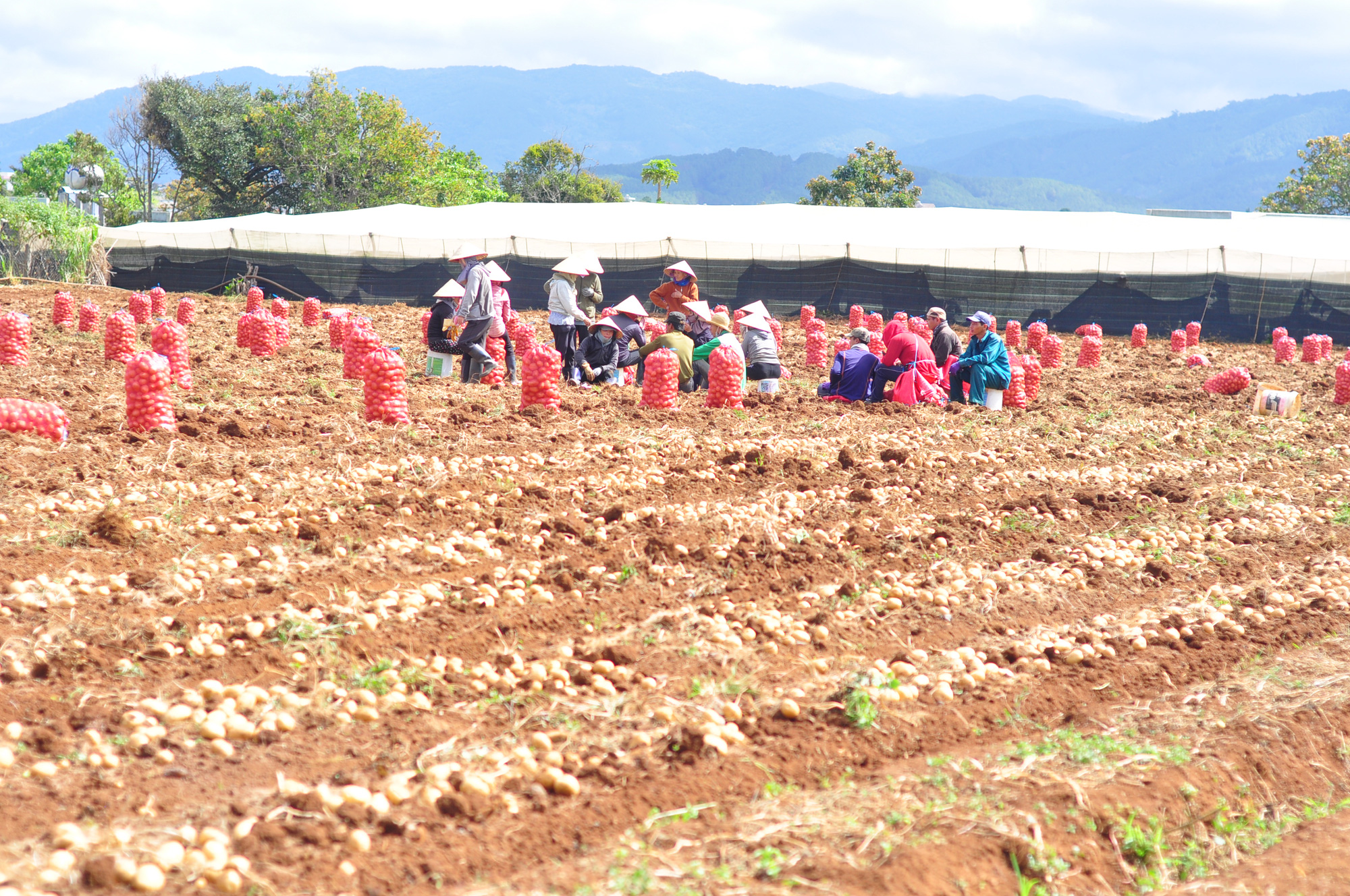 Liên kết trồng khoai tây, nông dân được ứng trước phân, giống vẫn lãi 170 triệu đồng/ha - Ảnh 2.