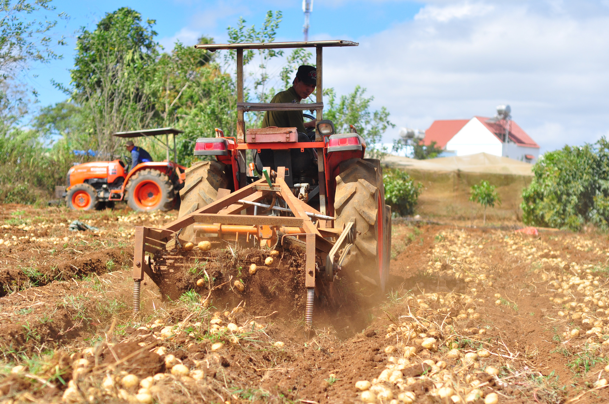 Liên kết trồng khoai tây, nông dân được ứng trước phân, giống vẫn lãi 170 triệu đồng/ha - Ảnh 4.