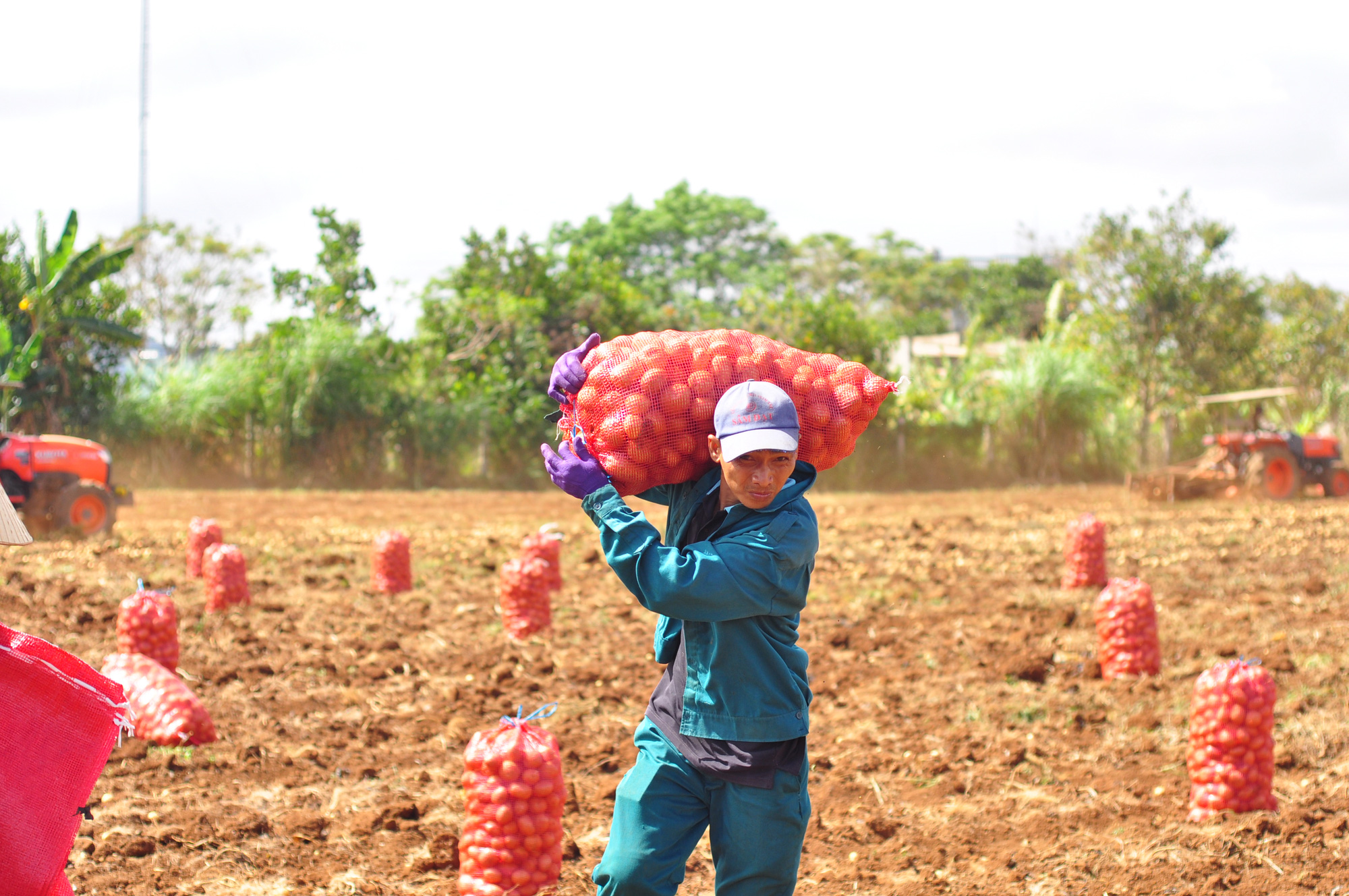 Liên kết trồng khoai tây, nông dân được ứng trước phân, giống vẫn lãi 170 triệu đồng/ha - Ảnh 3.