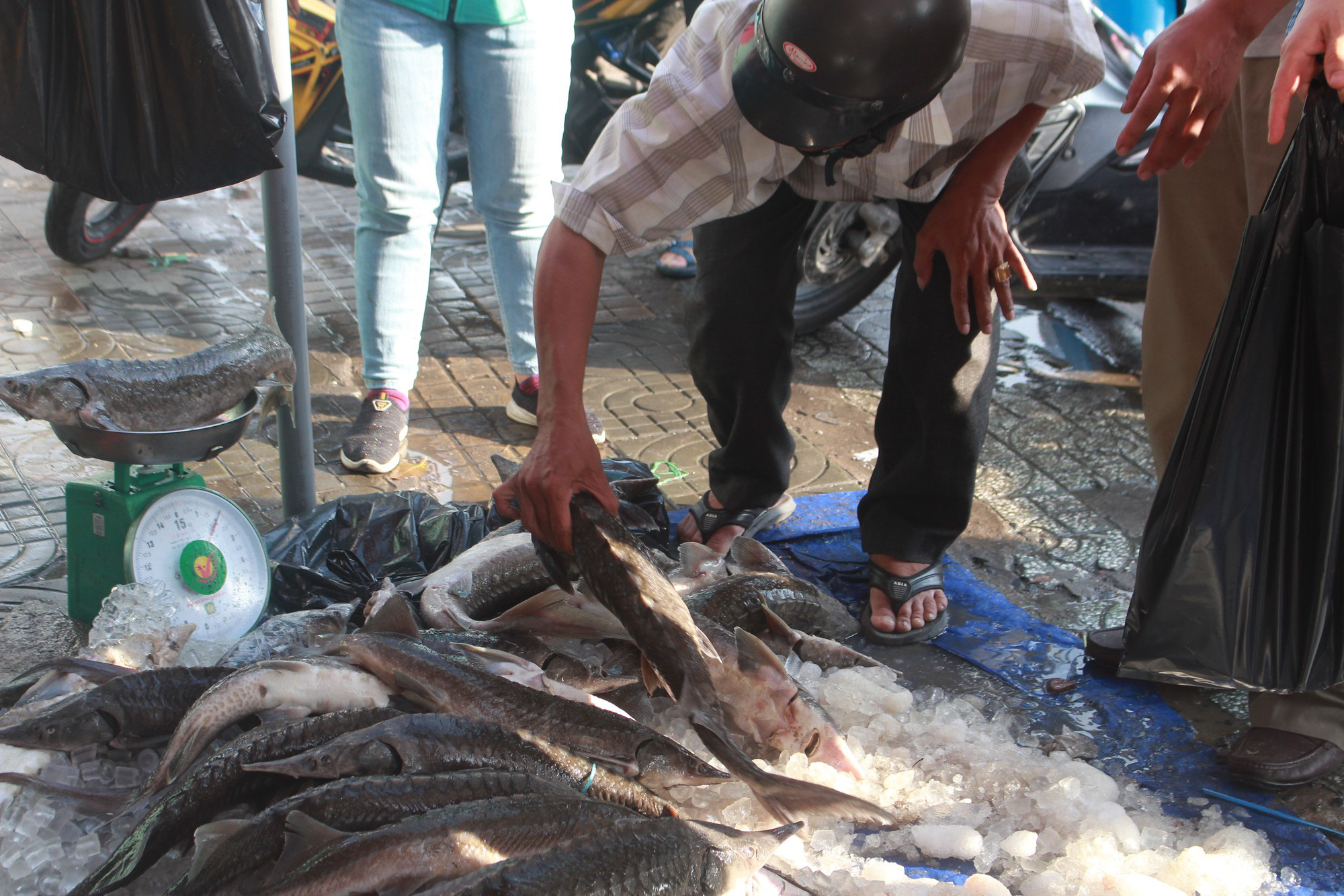 TP.HCM yêu cầu kiểm soát chặt cá tầm nhập khẩu từ Trung Quốc - Ảnh 1.