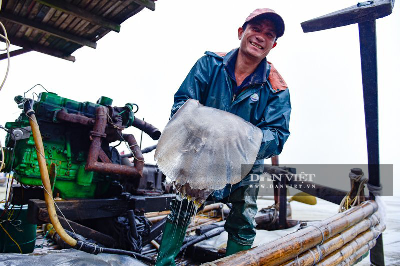 Ra khơi bắt con nhơn nhớt lại nhiều chân, ngư dân Thanh Hóa có tiền triệu - Ảnh 1.