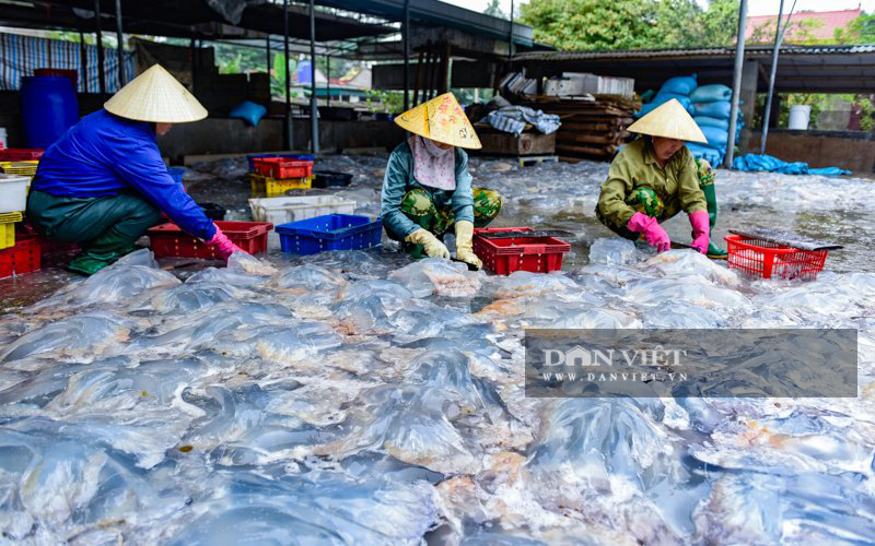 Ra khơi bắt con nhơn nhớt lại nhiều chân, ngư dân Thanh Hóa có tiền triệu - Ảnh 7.