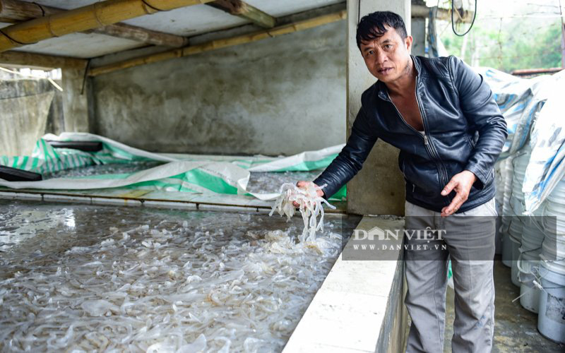 Ra khơi bắt con nhơn nhớt lại nhiều chân, ngư dân Thanh Hóa có tiền triệu - Ảnh 6.