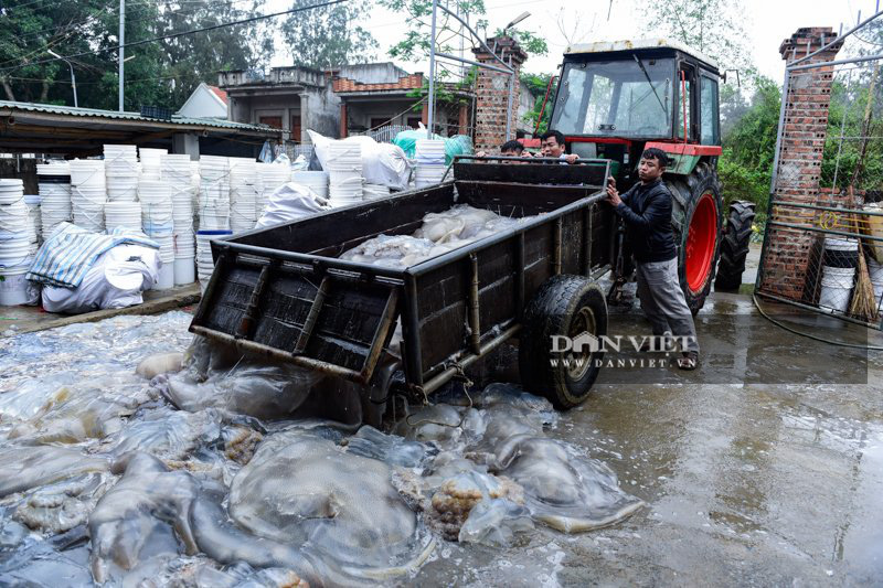 Ra khơi bắt con nhơn nhớt lại nhiều chân, ngư dân Thanh Hóa có tiền triệu - Ảnh 3.