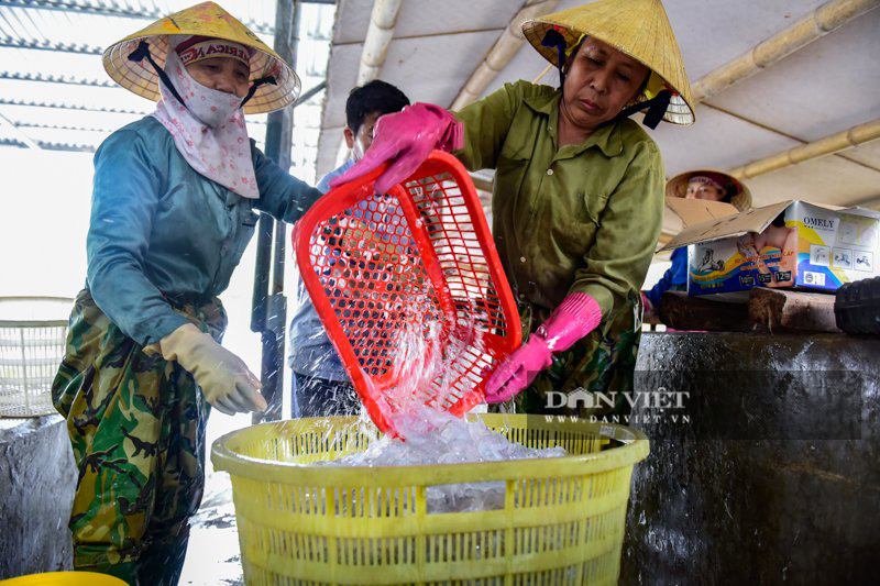 Ra khơi bắt con nhơn nhớt lại nhiều chân, ngư dân Thanh Hóa có tiền triệu - Ảnh 8.